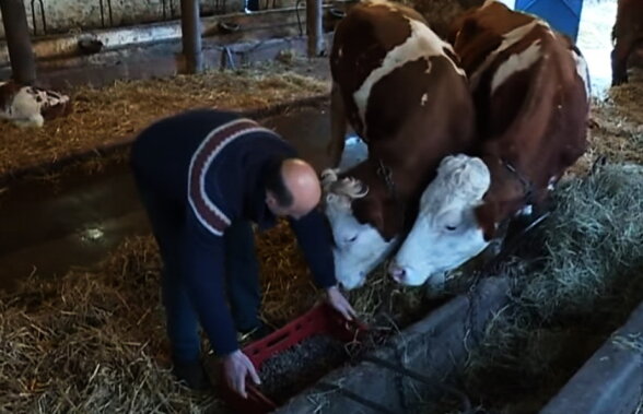 VIDEO Un fermier din Belgia îşi hrăneşte vacile cu... bere