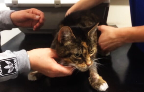 VIDEO Veterinarii londonezi au salvat o pisică de la otrăvire folosind vodcă