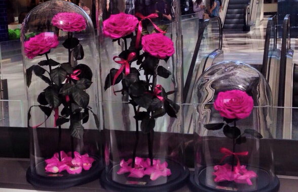 VIDEO Trandafirii care nu se usucă niciodată, chiar fără apă și fără lumină
