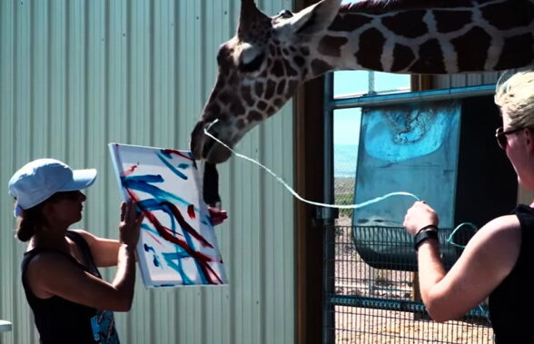 VIDEO Faceţi cunoştinţa cu Ozzie, girafa care pictează!