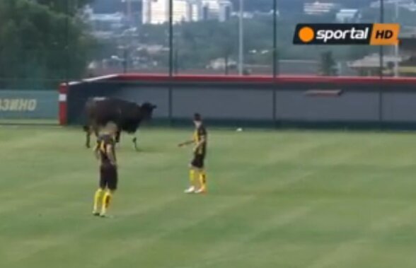 VIDEO Imagini amuzante de la un meci amical! O vacă și un câine au întrerupt partida dintre Botev Plovdiv și AEL Limassol