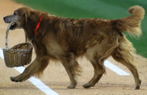 VIDEO Cel mai tare "copil de mingi" este un câine. Imaginile cu el au emoţionat întreaga lume!
