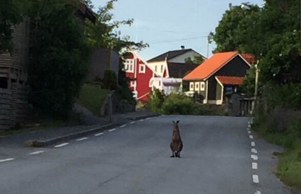 Un cangur a fost capturat în Norvegia după ce a uimit trecătorii timp de câteva zile