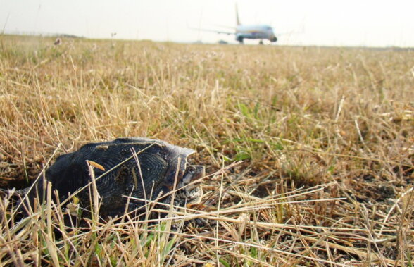 Incredibil! Câteva broaște țestoase au perturbat mai multe zboruri de pe aeroportul JFK