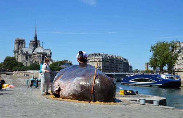 FOTO & VIDEO Ce n-a văzut Parisul: o "balenă" enormă a eșuat pe malul Senei!