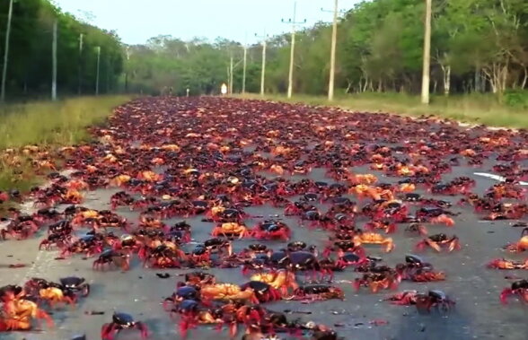 VIDEO Așa ceva nu ai văzut niciodată. Crabii au invadat o stradă, după uraganul Irma!