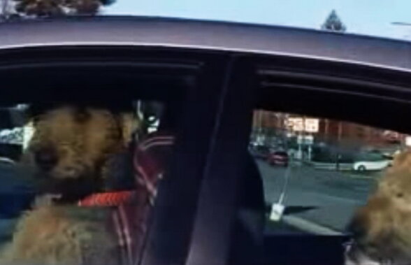 VIDEO Răzbunarea unui câine lăsat în maşină. Filmarea este virală!