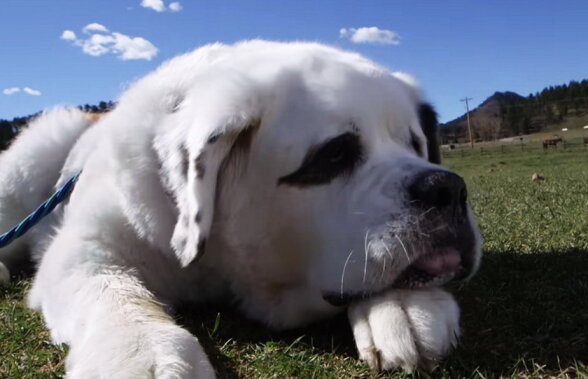 VIDEO Acesta este câinele cu cea mai lungă limbă din lume. Este mai mult decât amuzant!