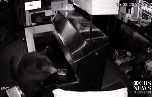 VIDEO Trei urşi au intrat într-un restaurant. Ce a urmat pare o scenă dintr-un film!