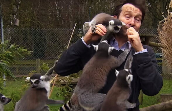 VIDEO Un reporter, invadat de lemuri!