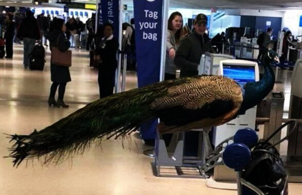 FOTO Imagini amuzante din aeroportul Newark Liberty. Uite de cine a venit însoţită o femeie!