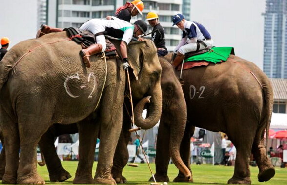 Thailanda a găzduit un nou turneu de polo pentru elefanți