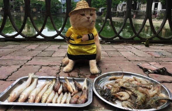 VIDEO Cea mai tare pisică din lume. Se ocupă cu vânzarea de peşte!