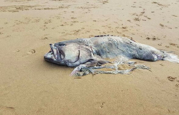 FOTO & VIDEO Cel mai misterios pește de 150 de kilograme, descoperit în Australia