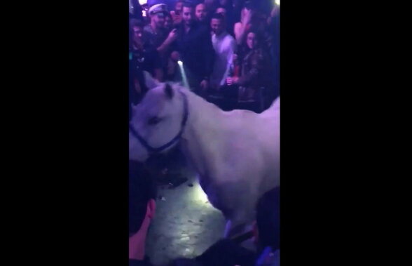 VIDEO Imagini incredibile! Au băgat calul într-un club de noapte :))
