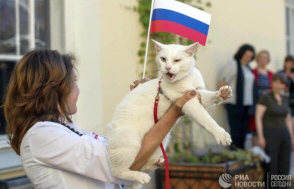 FOTO Ahile, un motan alb surd, e oracolul oficial al Mondialului rusesc :) » Și-a dovedit deja priceperea