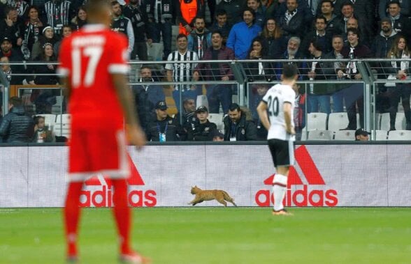 FOTO Fază amuzantă în Beșitaș - Bayern » Meciul a fost întrerupt: “Ne-am bucurat când a sărit peste reclame” :)