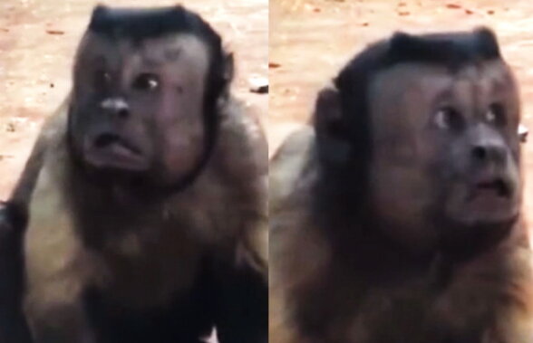 VIDEO Așa ceva nu ai văzut niciodată! Această maimuță are față de om