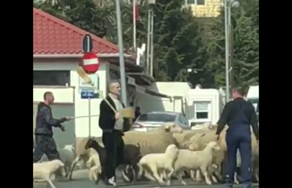 VIDEO Cioban de Pipera » Imagini fabuloase cu Gigi Becali pe străzi: și-a scos oile la plimbare și a blocat traficul