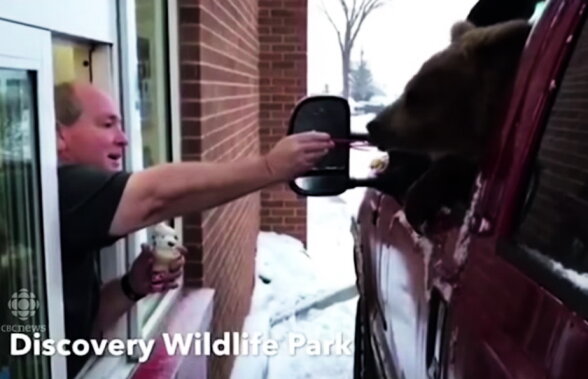 VIDEO Imagini senzaționale cu un urs care mănâncă înghețată!