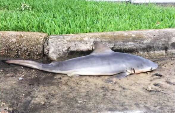FOTO Descoperire şoc! Un rechin a fost găsit pe... stradă