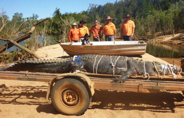 FOTO Incredibil! A fost capturat un crocodil de 600 de kilograme!