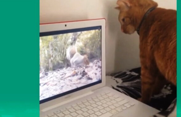 VIDEO Încearcă să nu râzi, dacă poţi! » Vine-uri amuzante cu câini şi pisici
