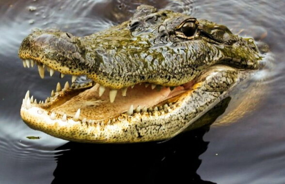 Un bărbat a fost omorât de crocodili » Este incredibil ce s-a întâmplat după înmormântare!