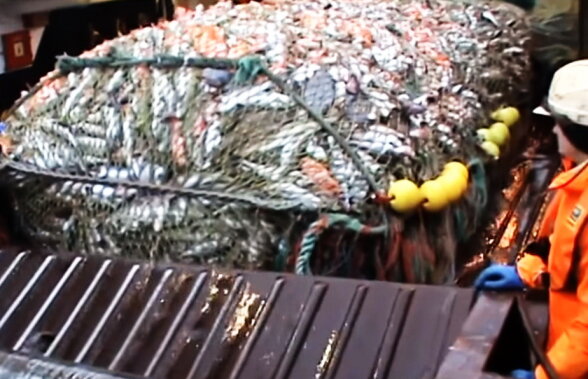 VIDEO Imagini impresionante! Aceasta este cea mai mare captură de pește din lume