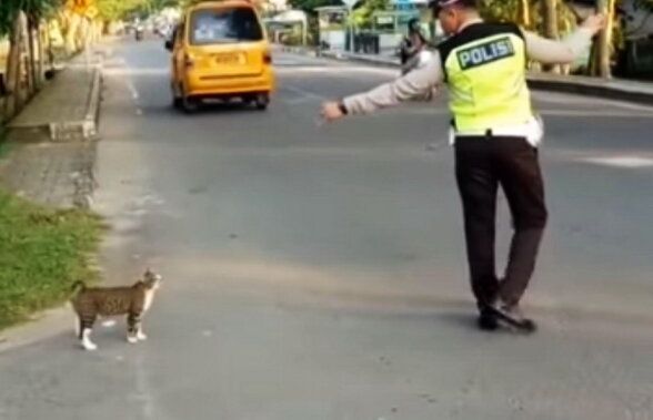 VIDEO Un poliţist a oprit circulaţia pentru a ajuta o pisică să traverseze strada