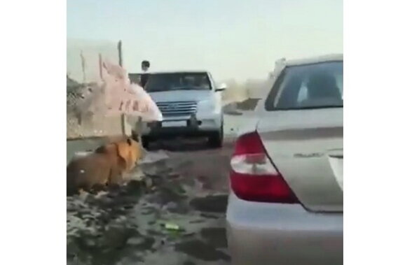 VIDEO Câţiva şoferi din Kuweit au rămas mască. S-au trezit cu un leu printre maşini