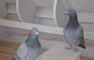 S-a înfiinţat Federaţia Română de Sport Columbofil