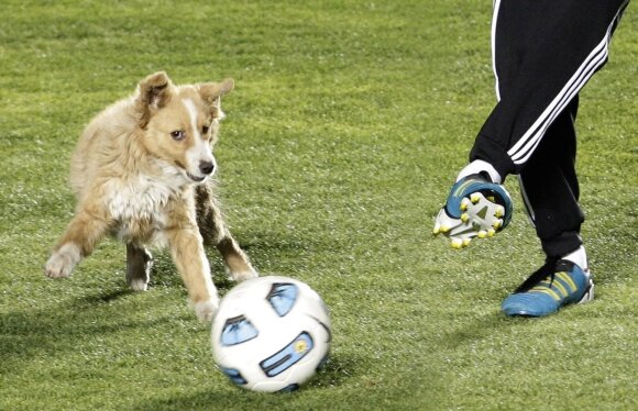 UEFA sterilizează maidanezii din Ucraina pentru ”securitatea” turneului final!