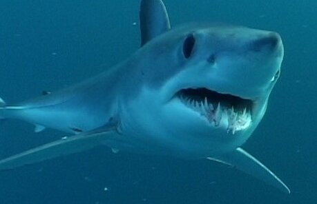 Inconştienţa putea să îl coste o mînă: un nebun aţîţă un rechin cu un peşte!