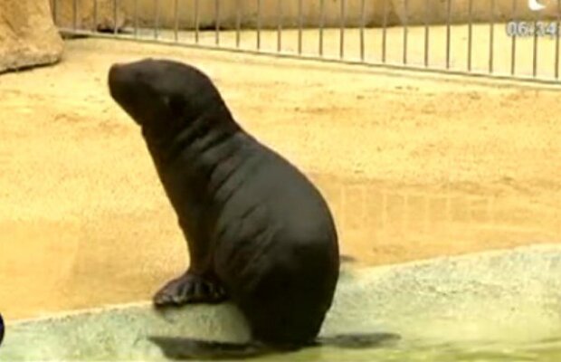 VIDEO! Un pui de foca ia lectii de inot