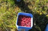 Peste 100 de români plecaţi să muncească în Suedia au ajuns sclavi