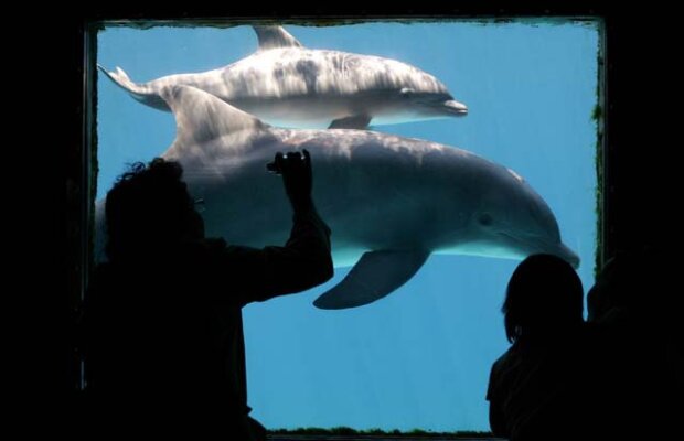 Delfinii se cheamă între ei pe nume!