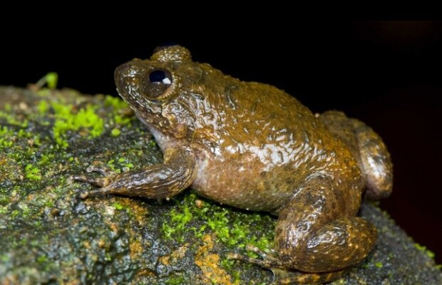 O specie de broască din India face „miau!” în loc de „oac!”