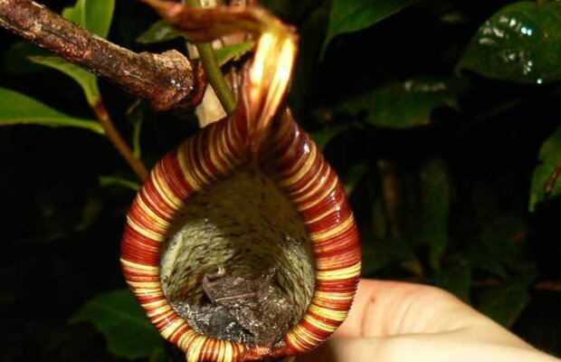 Asasini cu rădăcini