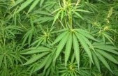 Cluj. Aproape cinci kilograme de canabis, confiscate de poliţiştii în urma percheziţiţiilor