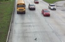 Video: Oare de ce trece puiul strada?