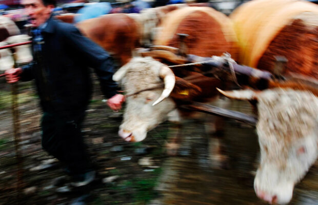 Care e legătura dintre flatulenţa vacilor şi carnea realizată în laborator