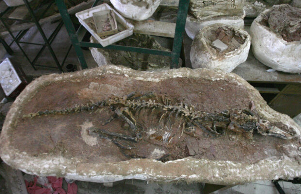 „Jurasic Park” România: Singura colonie de păsări cu dinţi, descoperită la Sebeş. Reportajul Discovery a făcut senzaţie