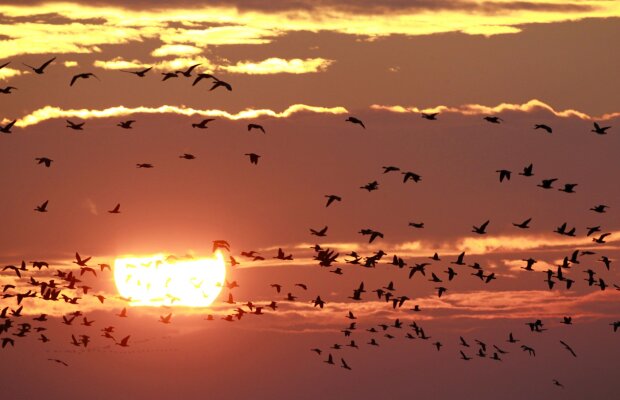 Încălzirea globală face ca păsările să-şi amâne migrarea către sud cu o lună