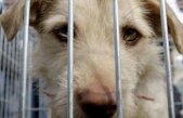 La noi li se poate lua legal viaţa. Vezi cum sunt trataţi câinii comunitari în alte state din UE