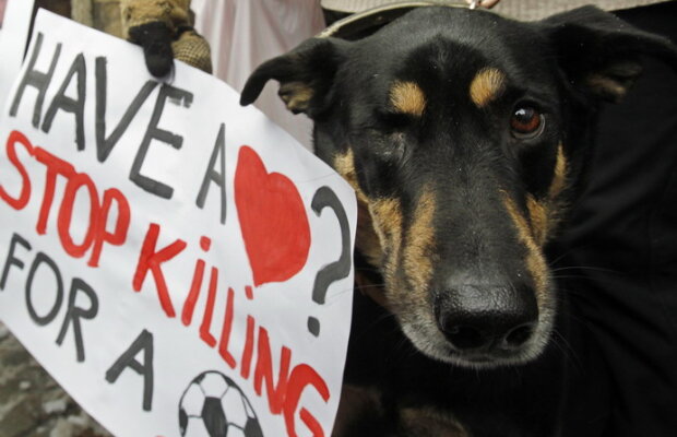 GALERIE FOTO » Protest la Kiev: Guvernul vrea să eutanasieze cîinii de pe străzi în vederea Euro 2012