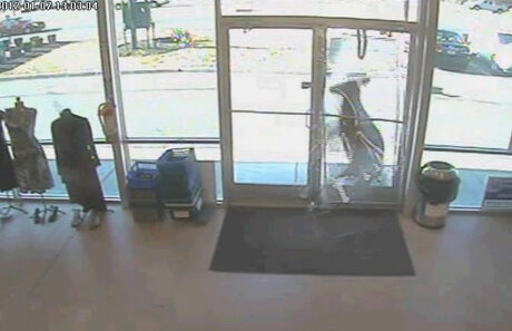 Căprioare înnebunite de foame „dau spargeri” în restaurante, magazine, şcoli şi biblioteci din SUA (VIDEO)