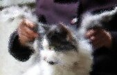 Felina care e gata să-şi ia zborul! Imaginea care a ŞOCAT lumea