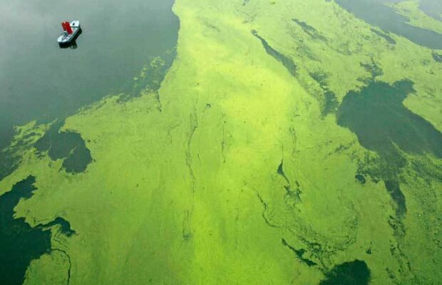 Teorii apocaliptice: O bacterie ne-ar putea aduce sfârşitul