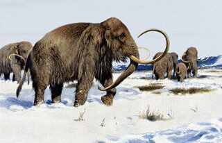 Dispărut în urmă cu 10.000 de ani, mamutul lânos va fi readus la viaţă prin clonare